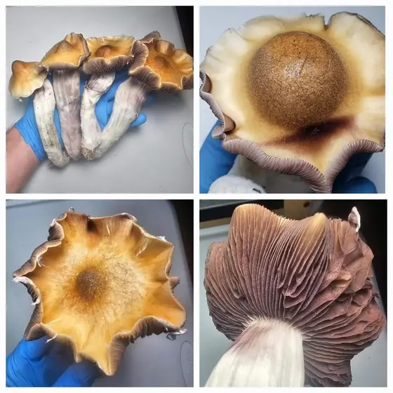 MoonDance Research Plate by Fungus Frequency