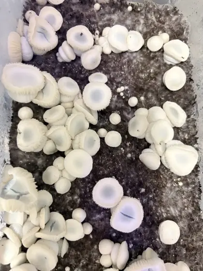 "Blue Harvest" Albino Jedi Mind Fuck Spore Swab Set by White Rabbit Myco