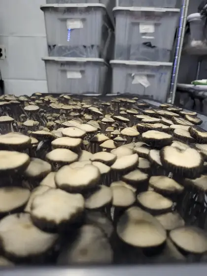 Pan Jam Spore Print