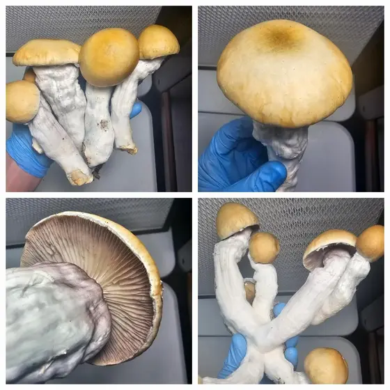 Thrasher Research Plate by Fungus Frequency