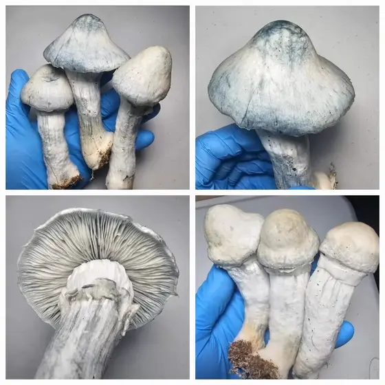 Albino Penis Envy (APE) GL9 Research Plate