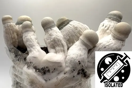Psilocybe cubensis : Pearly Gates Spore Isolate Syringe by Sporeworks