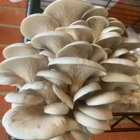 Oyster Mushroom Grow Kit - 5lb Colonized Gourmet Mushroom Grow Kit