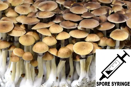 Psilocybe cubensis : Koh Samui Spore Syringe (MS) by Sporeworks