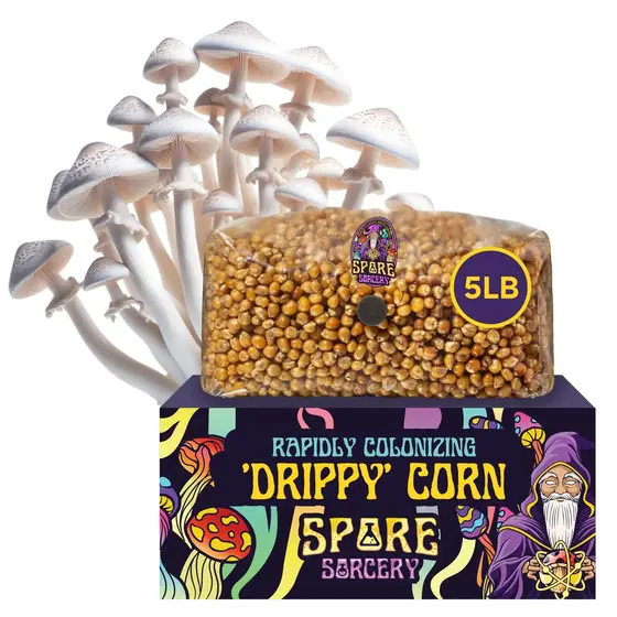 5lb Drippy Corn Grain Spawn | FREE SHIPPING