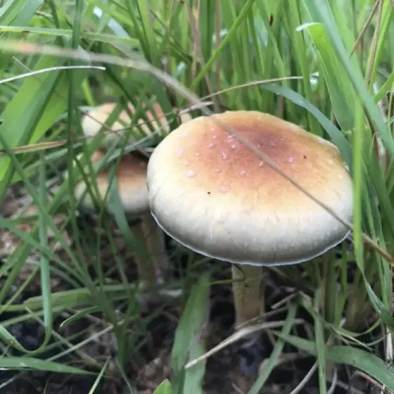 LANDRACE - BVI (Cubensis)