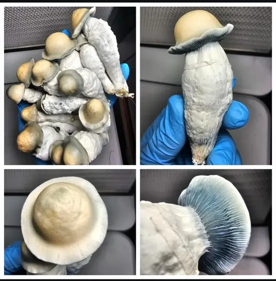 MoonShadow Research Plate by Fungus Frequency