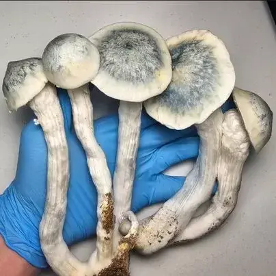 Universe 7 Research Plate by Fungus Frequency
