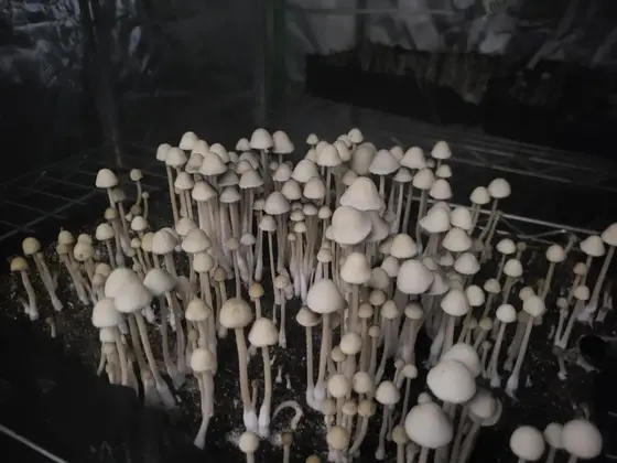 Texas Titan Pan Cyan Spore Print