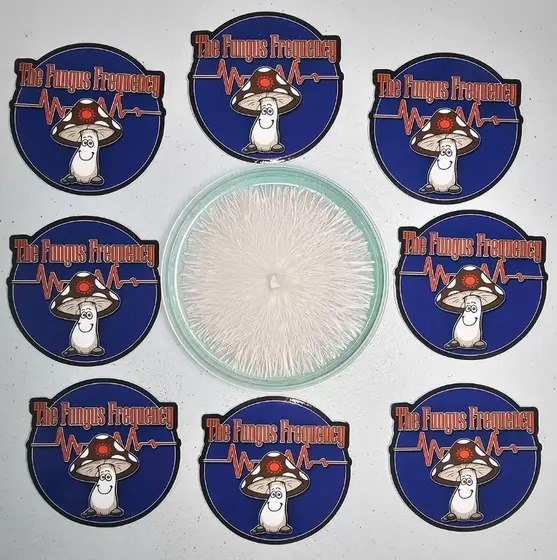 AMVP Research Plate