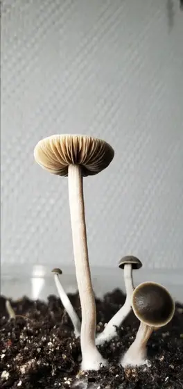 Panaeolus Bisporus Spore Print