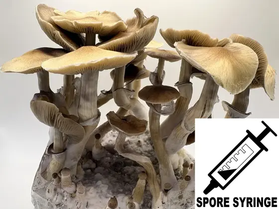 Psilocybe cubensis : Syzygy Spore Syringe (MS)