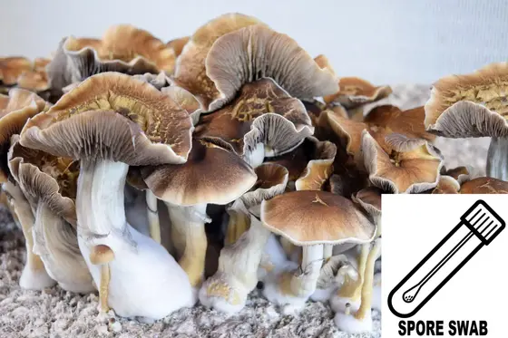 Psilocybe cubensis : Tidal Wave Spore Swab by Sporeworks