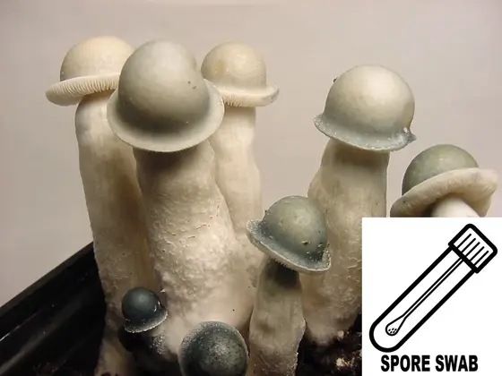 Psilocybe cubensis : Albino Penis Envy (APE ver. 1.0) Spore Swab by Sporeworks