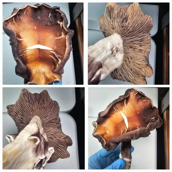 Down UnderCut Research Plate by Fungus Frequency
