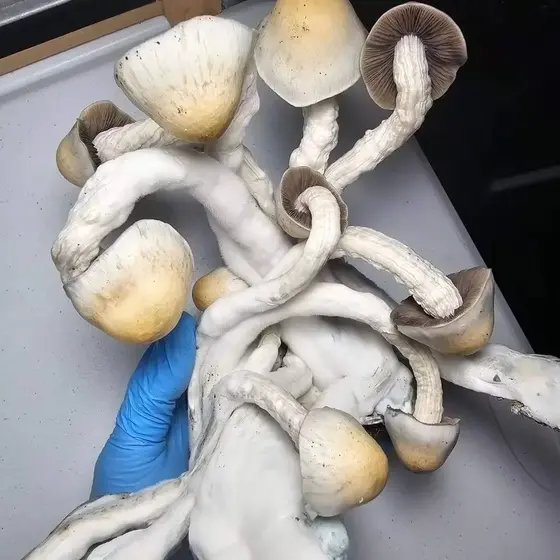 Gumby Research Plate by Fungus Frequency