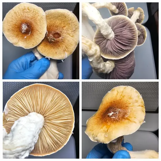 Fat Bells Research Plate by Fungus Frequency