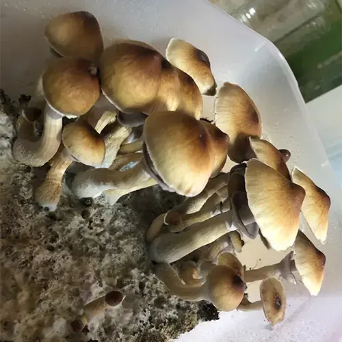 Z-Strain