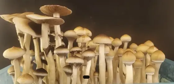 Brazil (Landrace) Spore Print