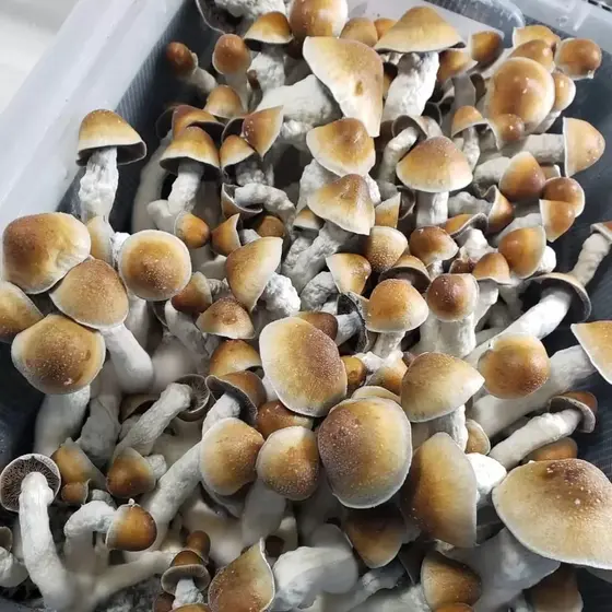 Penis Envy (PE) Research Plate by Fungus Frequency