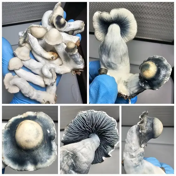 Paja Crown Research Plate by Fungus Frequency