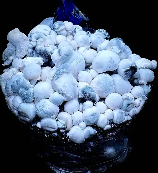 Albino Saturn Tidepool - Isolated Spore Syringe by MycoWorld