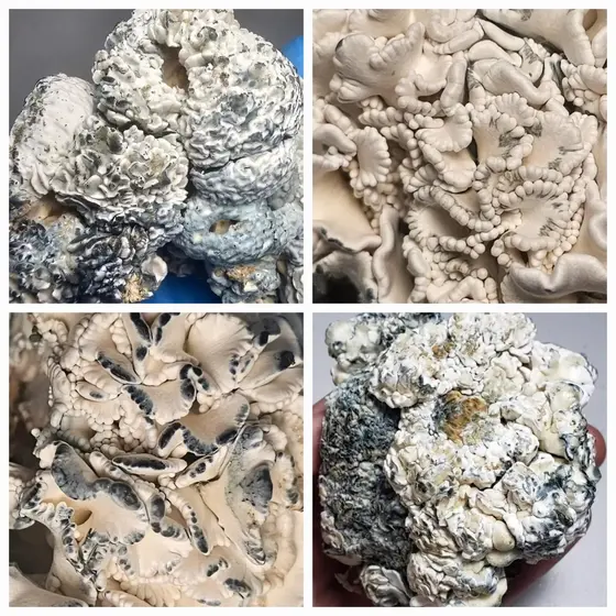 Ghidorah's Brains Research Plate by Fungus Frequency