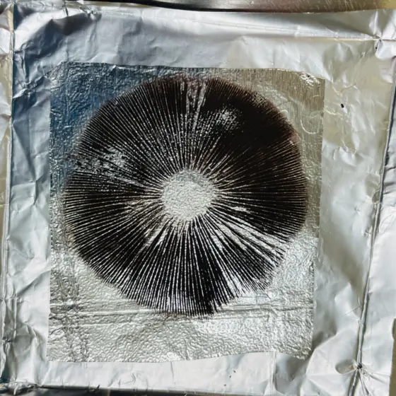 Melmac Revert Spore Print by Sonoran Spores