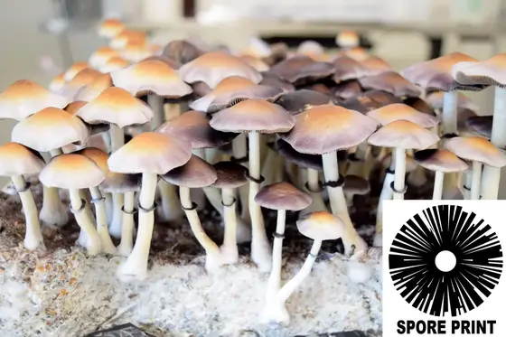 Psilocybe ochraceocentrata : Natal Super Strain Spore Print by Sporeworks
