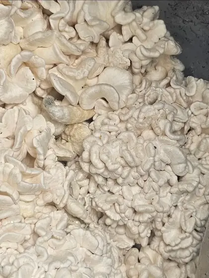 Omni Research Plate by Fungus Frequency