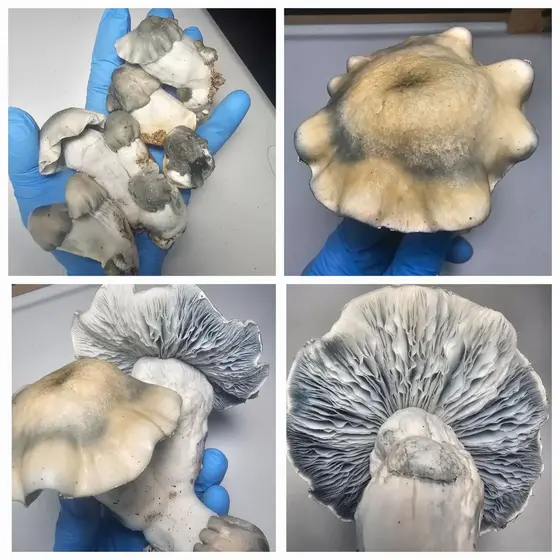 Albino Bluey Vuitton Research Plate