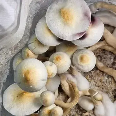 Florida Wild (Leucistic) Research Plate by Fungus Frequency