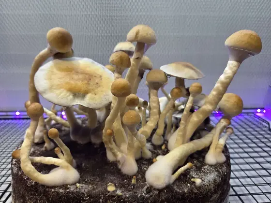 Mt. Cotton - (Wild Australian Landrace) Spore Syringe