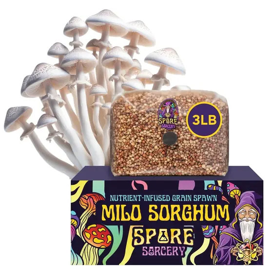 3lb Milo Sorghum Grain Spawn | FREE SHIPPING