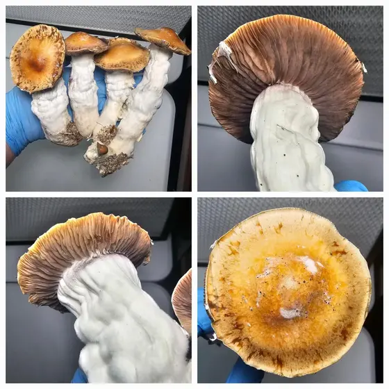 Texas Goldies Research Plate by Fungus Frequency