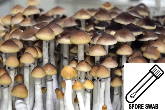 Psilocybe cubensis : A Strain Spore Swab by Sporeworks