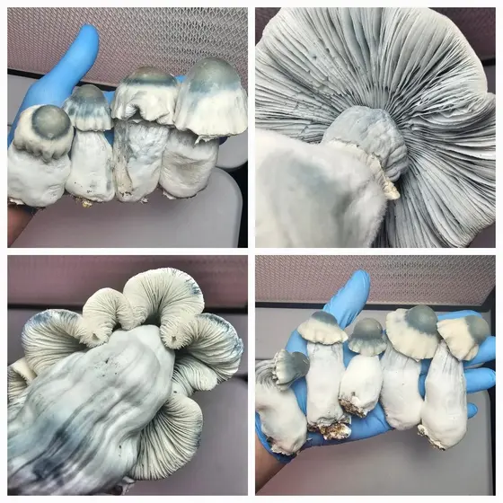 StarFrost Research Plate by Fungus Frequency