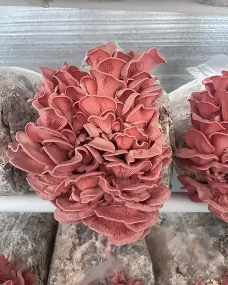 Valentine Oyster