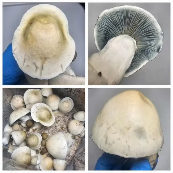 Mayahuel Research Plate by Fungus Frequency