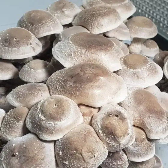 Shiitake 0557 (Lentinula Edodes) Culture Plate by Fungus Frequency