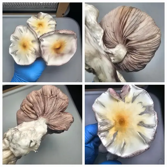 Inky Anemone Research Plate by Fungus Frequency