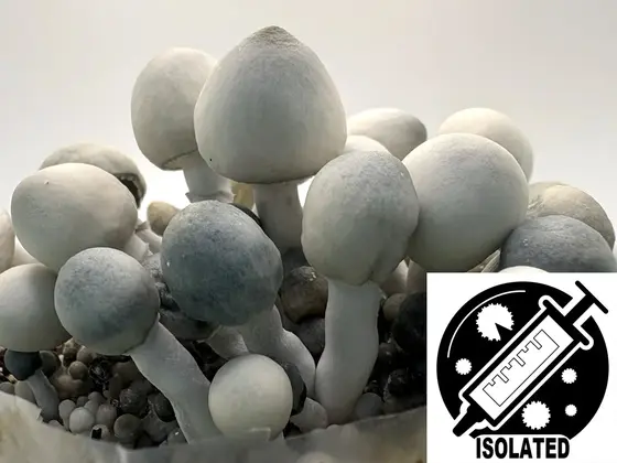 Psilocybe cubensis : True Albino Teacher TAT Spore Isolate by Sporeworks