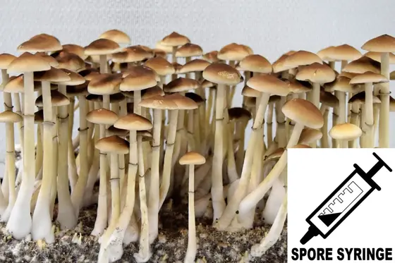 Psilocybe cubensis : Colombian Rust Spore Syringe (MS) by Sporeworks