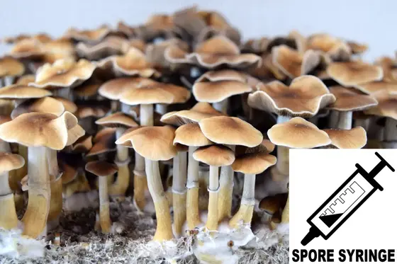 Psilocybe cubensis : Taman Negara Spore Syringe (MS) by Sporeworks
