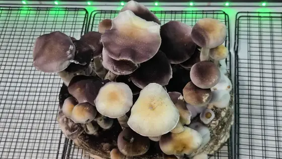 Farmers Forage - (Wild Australian Landrace) 10cc Isolated Liquid Culture