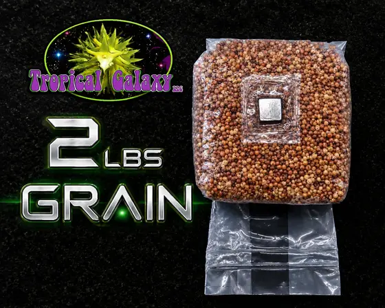 2lbs Sterilized Grain Mushroom Grow Bag, with Inoculation Port