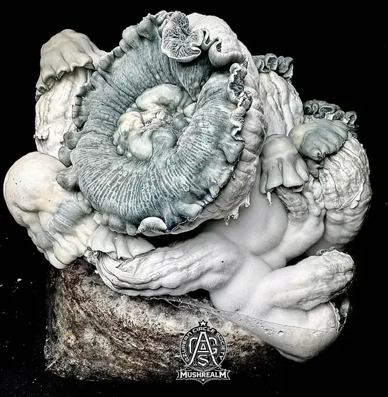 DreadMaw (Gamma Decay iso) - Isolated Spore Syringe by Mushrealm UK