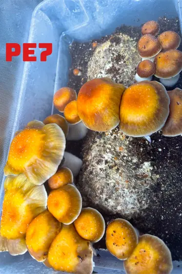 PE7 by TecheGenetics