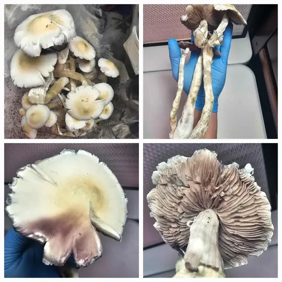 Albino A+ Research Plate