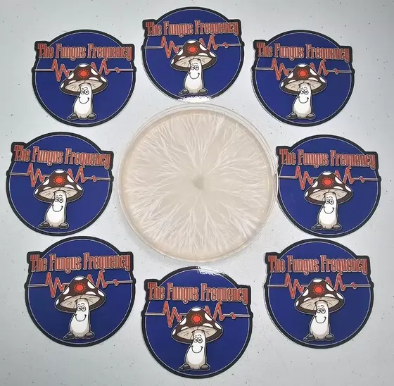 Albino Huautla Research Plate